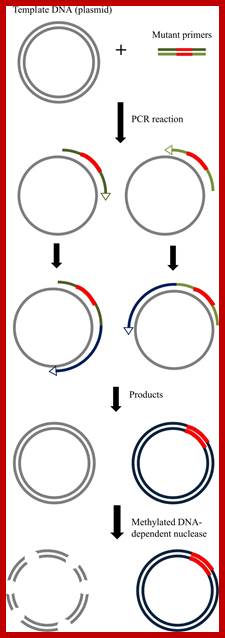 Image result for In Vitro Mutagenesis with added nucleotides