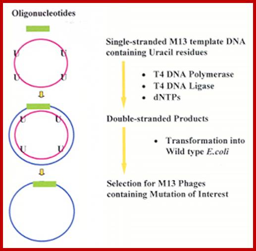 Image result for In Vitro Mutagenesis with added nucleotides
