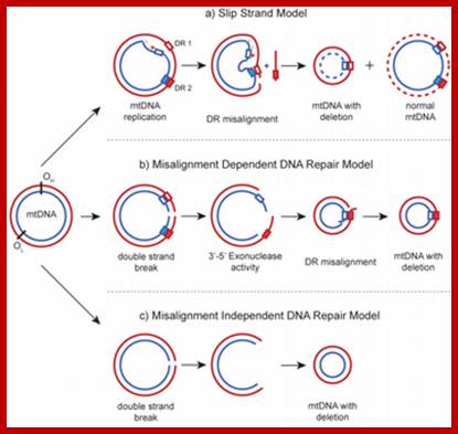 Image result for Deletion Mutagenesis