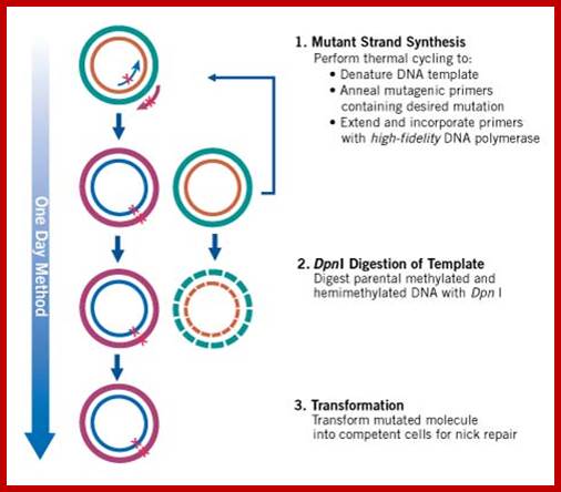 Image result for Oligo based mutagenesis