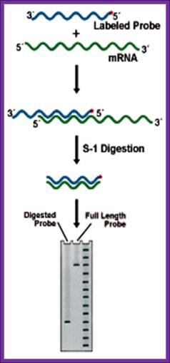 S-1 mapping of a transcription start site