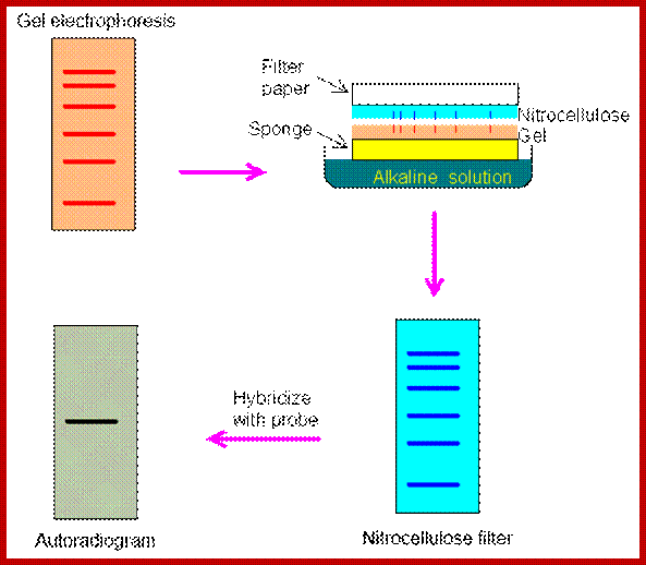 Image result for southern blotting