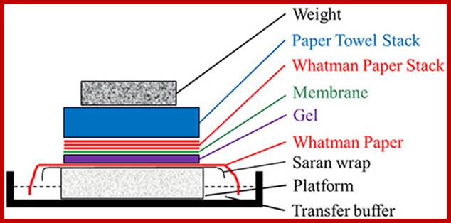 Image result for southern blotting