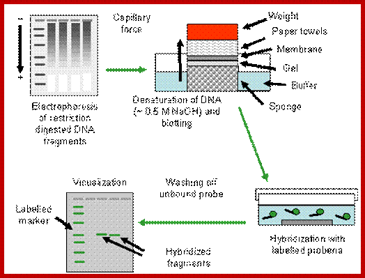 Image result for Southern hybridization techniques