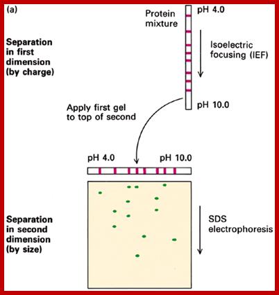 Image result for 2 dimensional electrophoresis