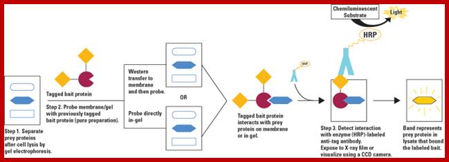 Image result for western blotting