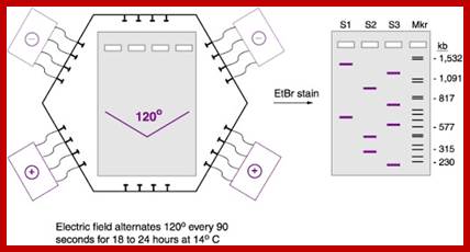 Image result for pulsed field gel electrophoresis