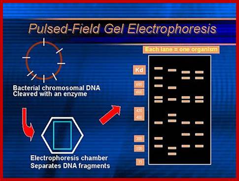 Image result for Pulse field inversion gel electrophoresis