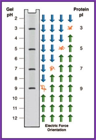 Isoelectric Focusing