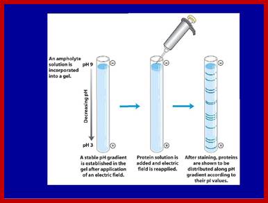 Image result for Fist dimension electrophoresis