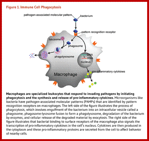 Figure 1. Immune Cell Phagocytosis. Macrophages are specialized leukocytes that respond to invading pathogens by initiating phagocytosis and the synthesis and release of pro-inflammatory cytokines. Microorganisms like bacteria have pathogen-associated molecular patterns (PAMPs) that are identified by pattern recognition receptors on macrophages. The left side of the figure illustrates the process of phagocytosis, which involves engulfment of the bacterium into an intracellular vesicle called a phagosome, phagosome-lysosome fusion to form a phagolysosome, degradation of the bacterium by enzymes, and cellular release of the degraded material by exocytosis. The right side of the figure illustrates that bacterial binding to surface receptors of the macrophage also signals the transcription of pro-inflammatory cytokines in the cells nucleus. Cytokines are then produced in the cytoplasm and these pro-inflammatory proteins are secreted from the cell to affect behavior of nearby cells.