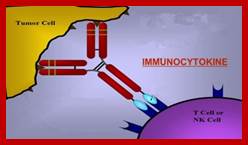 Antibody-cytokine Fusion Proteins