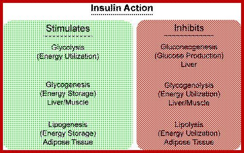 Image result for How Insulin biochemically acts