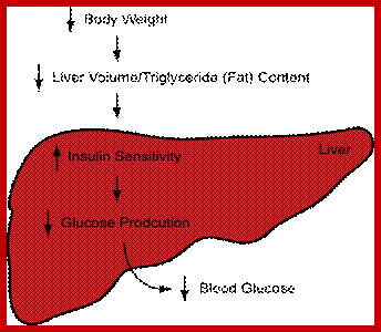   Fig 1. Diet-induced physiological changes in the liver that promote improved blood glucose control.