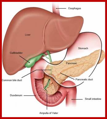 Illustration: Pancreas and neighboring organs - as described in the information