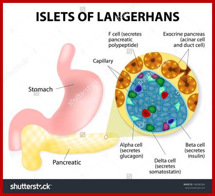 Image result for islets of langerhans diagram