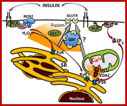 http://jcs.biologists.org/content/joces/127/9/1911/F7.large.jpg?width=800&height=600&carousel=1