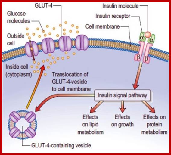 Insulin - action on peripheral cells