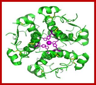 InsulinHexamer.jpg