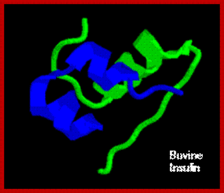 http://arbl.cvmbs.colostate.edu/hbooks/pathphys/endocrine/pancreas/insulin.gif