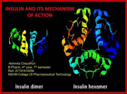 INSULIN AND ITS MECHANISM
OF ACTION

INSULIN AND ITS MECHANISM OF
ACTION

-Ashmita Chaudhuri
B.Pharm, 4th year, 7th semest...