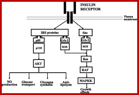 Image result for How Insulin biochemically acts