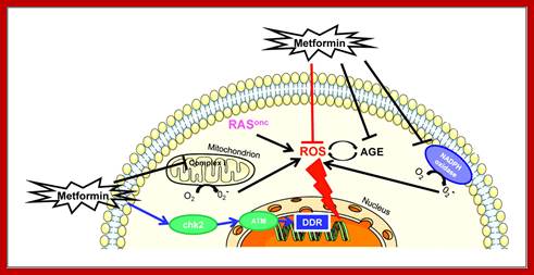 Image result for Metformin action on Mitochondrial Complex1