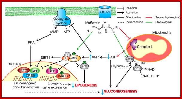 Image result for Metformin action on Mitochondrial Complex1