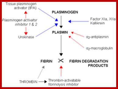 https://upload.wikimedia.org/wikipedia/commons/thumb/0/0e/Fibrinolysis.png/250px-Fibrinolysis.png