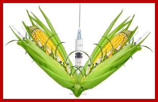 http://images.dailykos.com/images/117268/story_image/gmo_corn_vaccines.jpg?1416783405