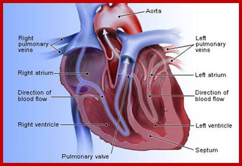 Your heart is an amazing powerhouse that pumps and circulates 5 or 6 gallons of blood each minute through your entire body.