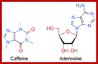 Two skeletal formulas: left  caffeine, right  adenosine.