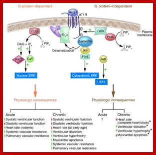 An integrated model of signal transduction via the AT1R and resultant ph...