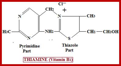 Image result for biochemical structure and function of vitamin thiamine