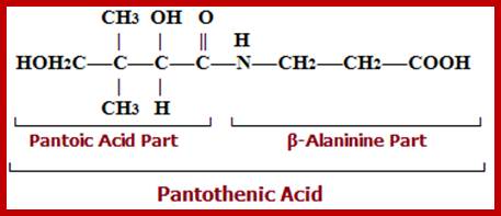 Vitamin B5