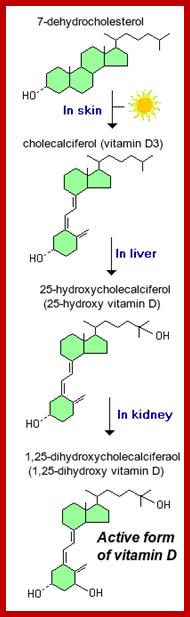 http://www.vivo.colostate.edu/hbooks/pathphys/endocrine/otherendo/vitd.gif