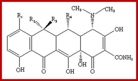 Image result for Structure of Tetracyclines and how it acts biochemically