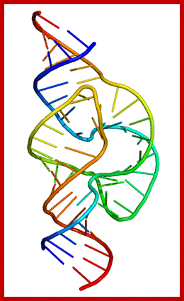 https://upload.wikimedia.org/wikipedia/commons/2/28/Full_length_hammerhead_ribozyme.png