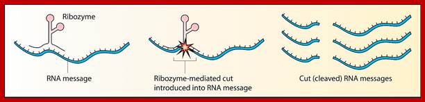 https://upload.wikimedia.org/wikipedia/commons/thumb/a/a9/Ribozyme.jpg/1280px-Ribozyme.jpg