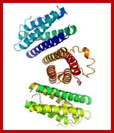 GCSF Crystal Structure.rsh.png