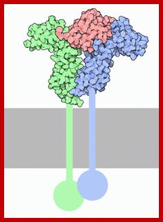 https://cdn.rcsb.org/pdb101/motm/images/3hhr-membrane.gif