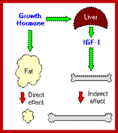 Image result for How Human growth hormone works at biochem-molecular level