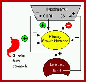 http://arbl.cvmbs.colostate.edu/hbooks/pathphys/endocrine/hypopit/gh.gif