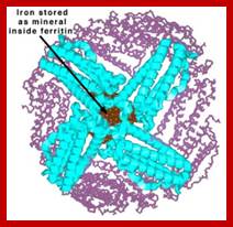 http://www.chemistry.wustl.edu/~edudev/LabTutorials/Ferritin/images/ferritin1.jpg