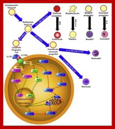 Binding, signal transduction and role of G-CSF in hematopoietic cell ...