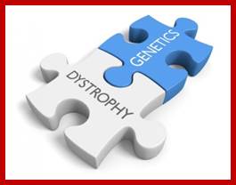 [Dystrophy genetics jigsaw]