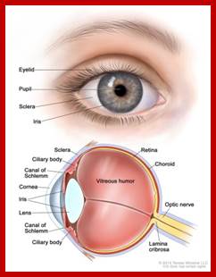 Anatomy of the eye; two-panel drawing showing the outside and inside of the eye. The top panel shows the outside of the eye, including the eyelid, pupil, sclera, and iris. The bottom panel shows the inside of the eye, including the ciliary body, canal of Schlemm, cornea, lens, vitreous humor, retina, choroid,  optic nerve, and lamina cribrosa.