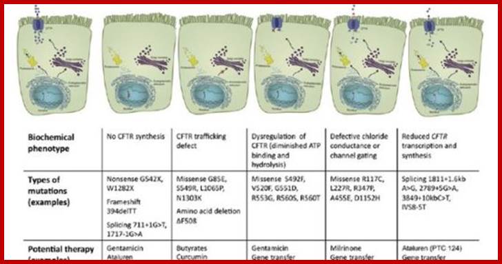 Miracle Drugs for Cystic Fibrosis Are Here, with More to Come