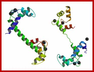 https://upload.wikimedia.org/wikipedia/commons/3/3f/Calmodulin_vs._Troponin_C.png