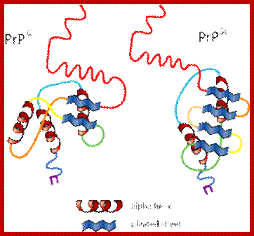 Image result for virusoids